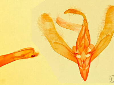 genitalia view of adult Cobubatha sp.