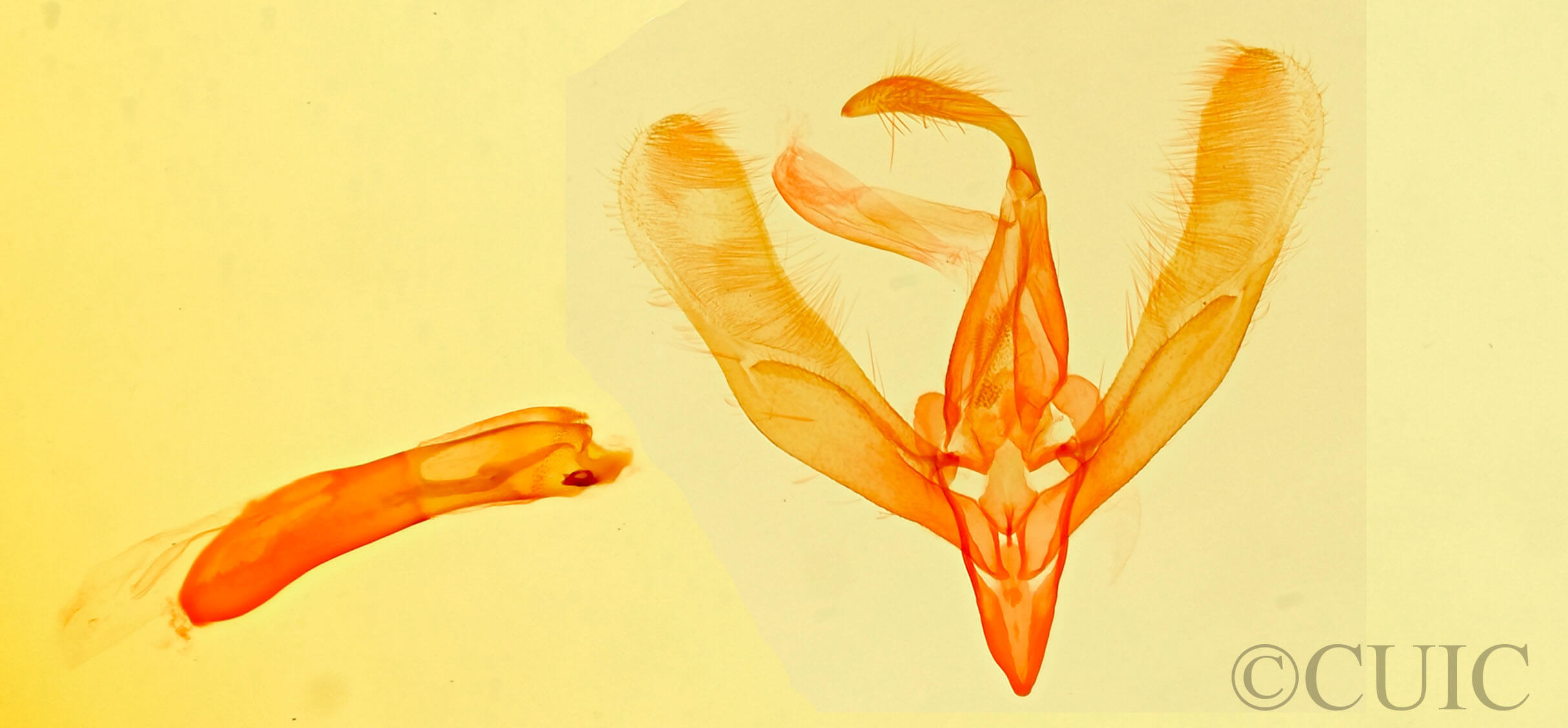 genitalia view of adult Cobubatha sp.