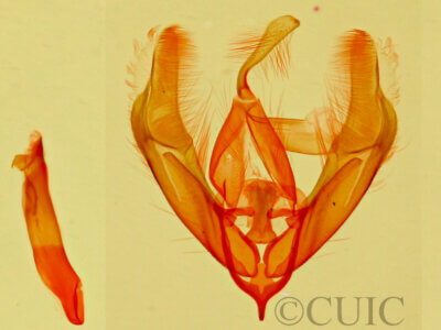 genitalia view of adult Cobubatha sp.