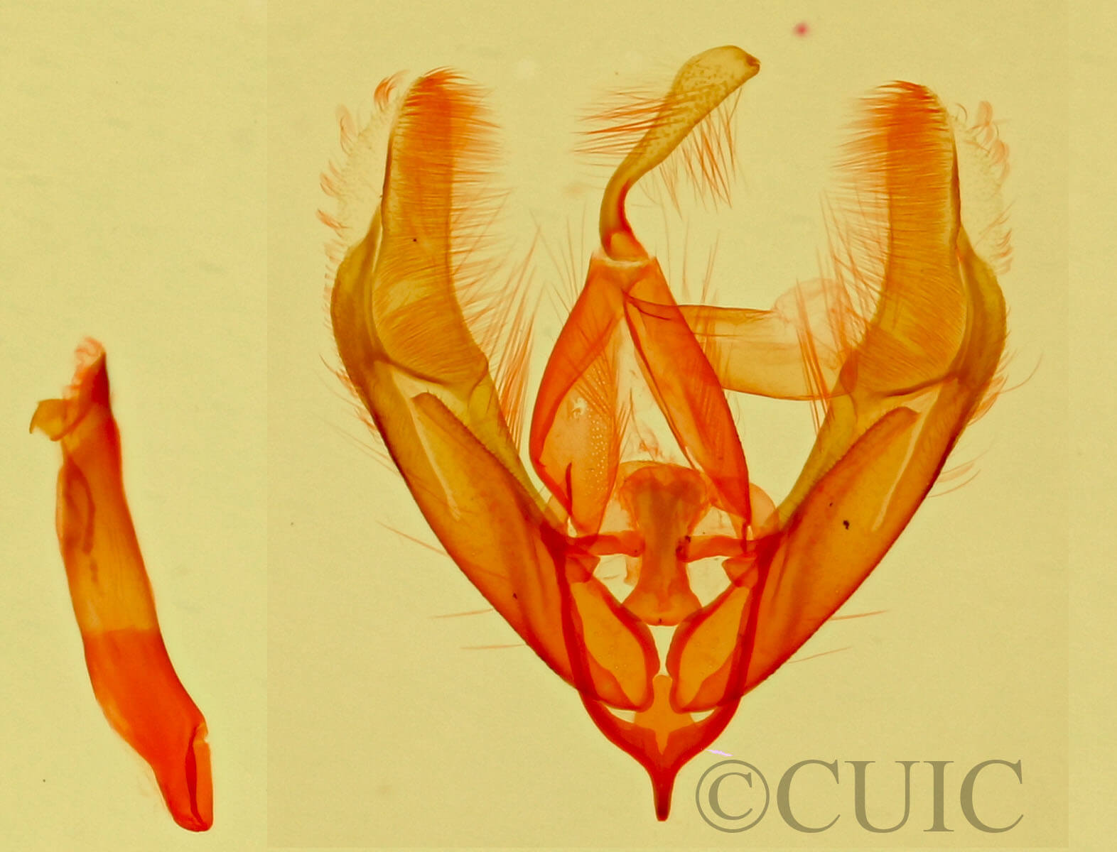 genitalia view of adult Cobubatha sp.
