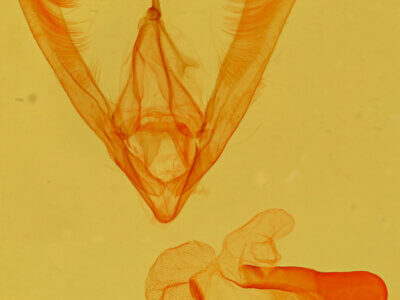 genitalia view of adult Allerastria sp.