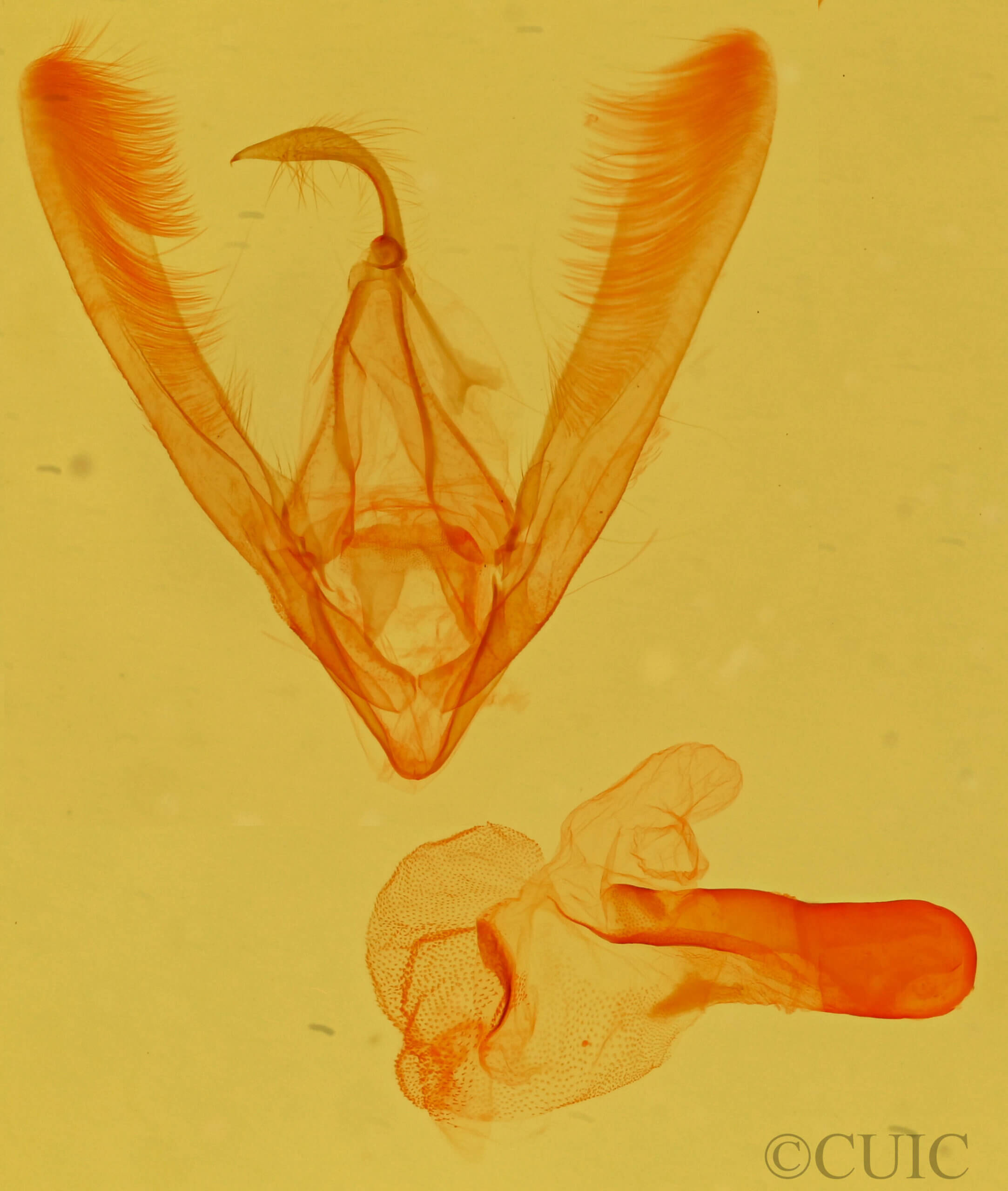 genitalia view of adult Allerastria sp.