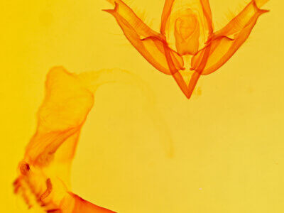 genitalia view of adult Acronicta valliscola