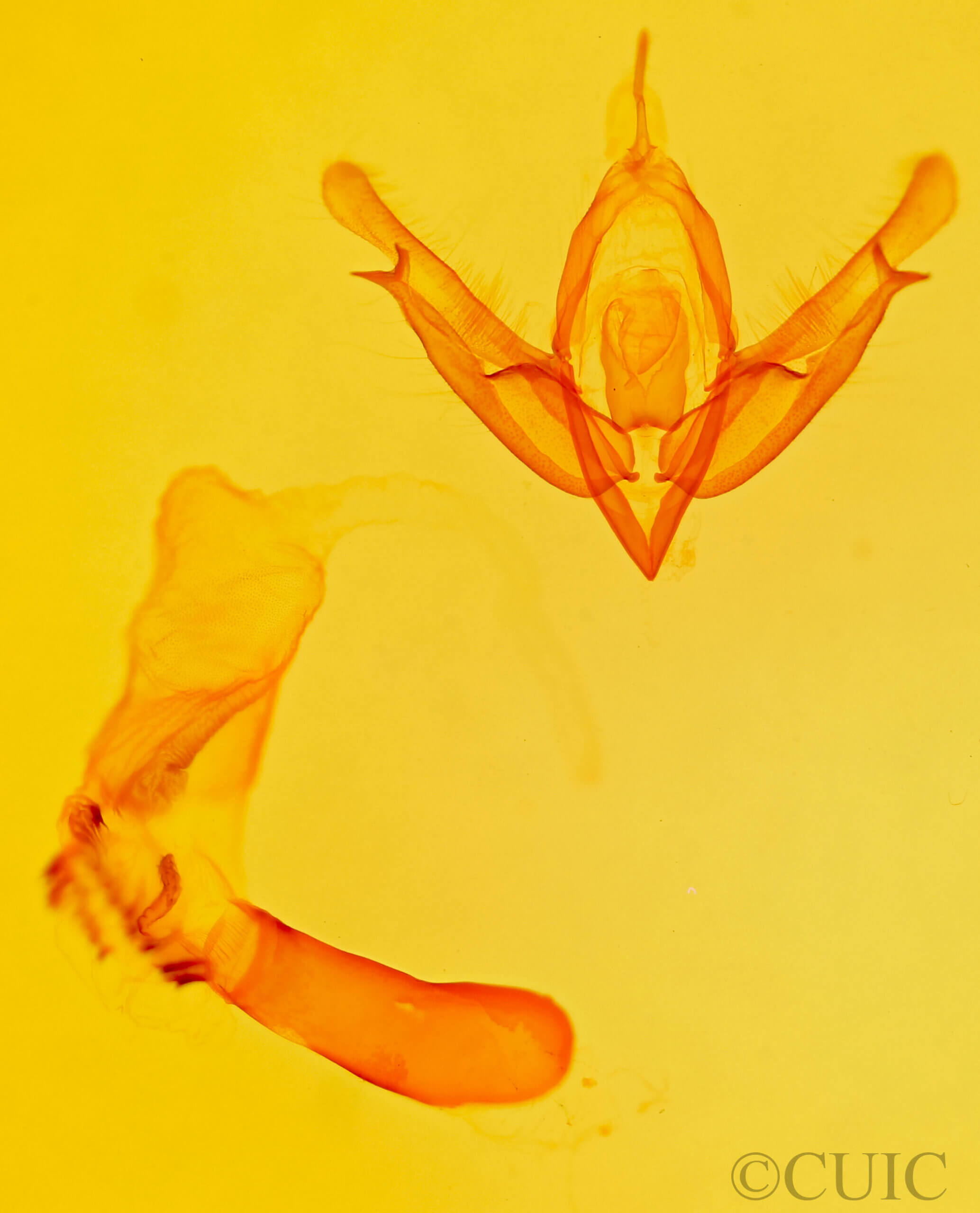 genitalia view of adult Acronicta valliscola