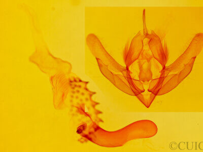 genitalia view of adult Acronicta parallela