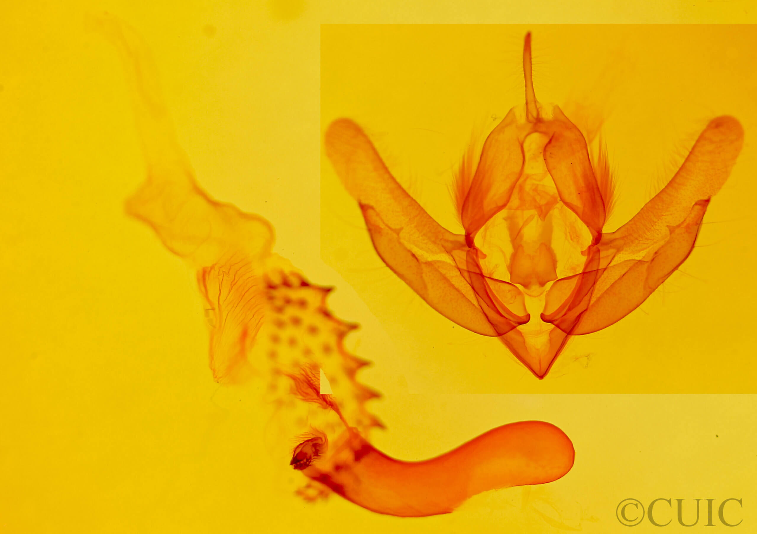 genitalia view of adult Acronicta parallela