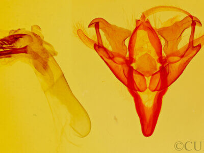 genitalia view of adult Acronicta retardata