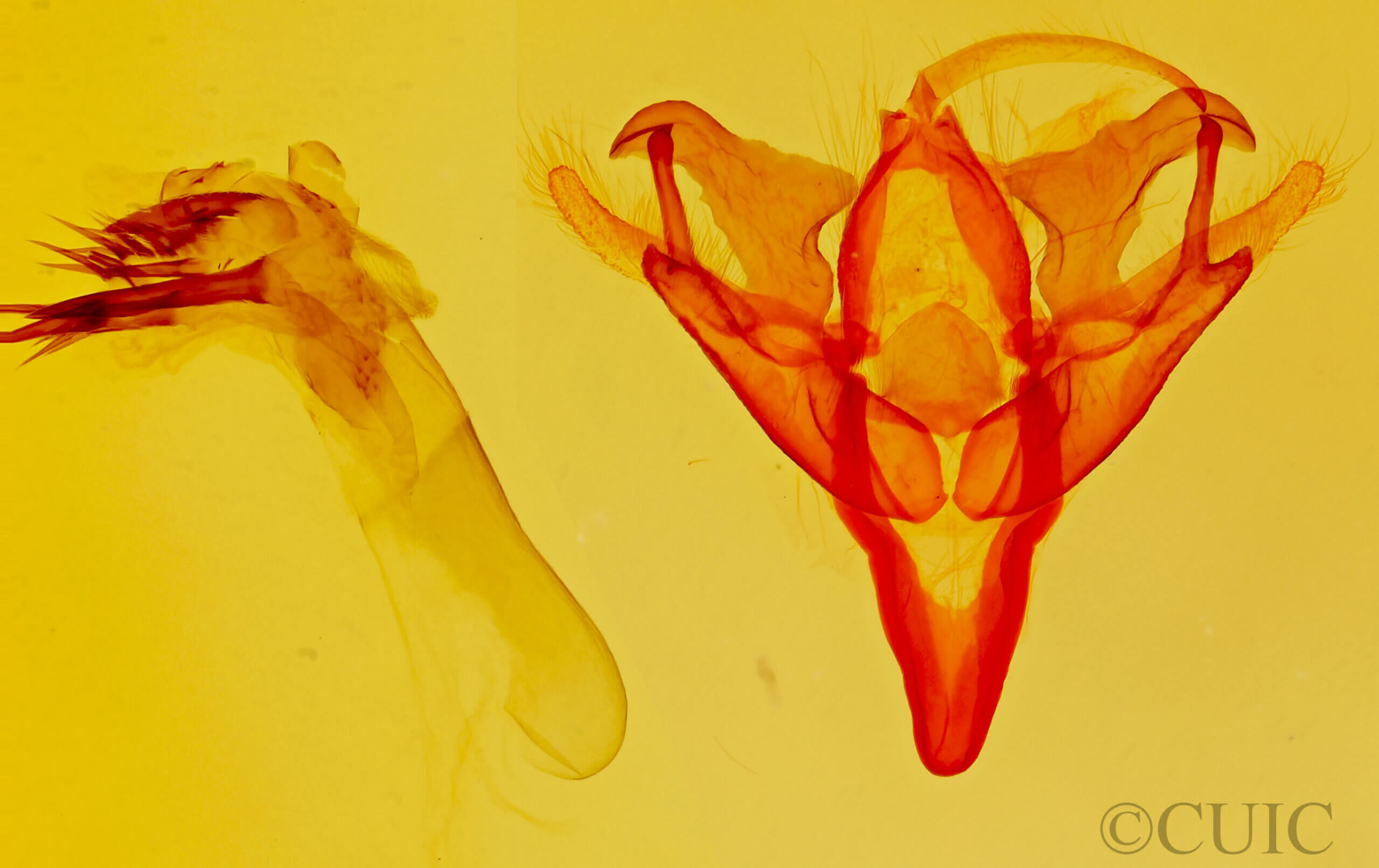 genitalia view of adult Acronicta retardata