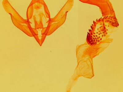 genitalia view of adult Acronicta americana