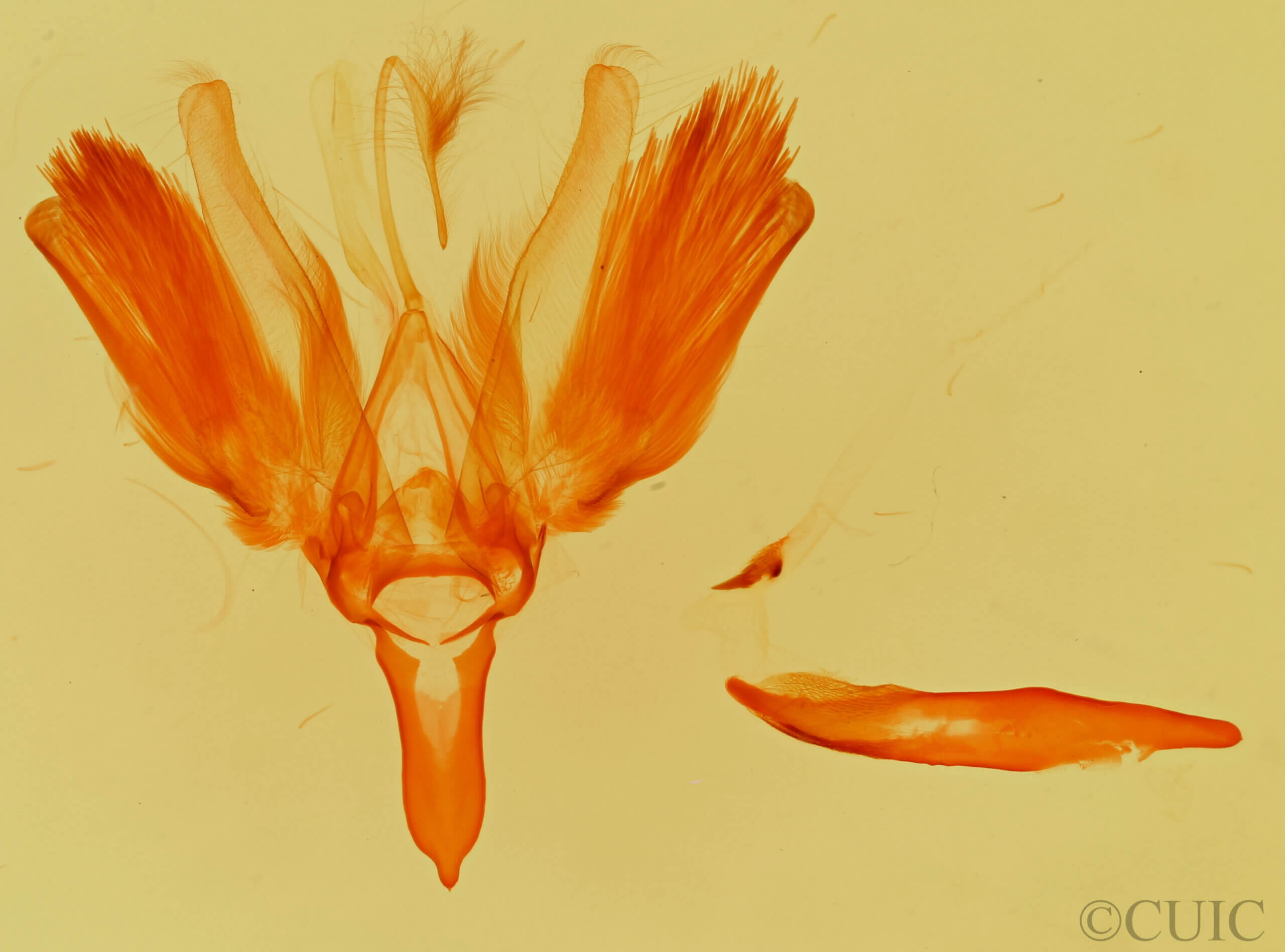 genitalia view of adult Acronicta parallela