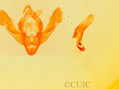 genitalia view of adult Platypolia mactata