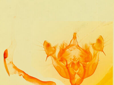 genitalia view of adult Oligia miniscula