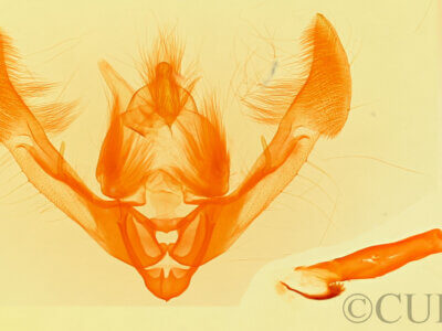 genitalia view of adult Oligia modica