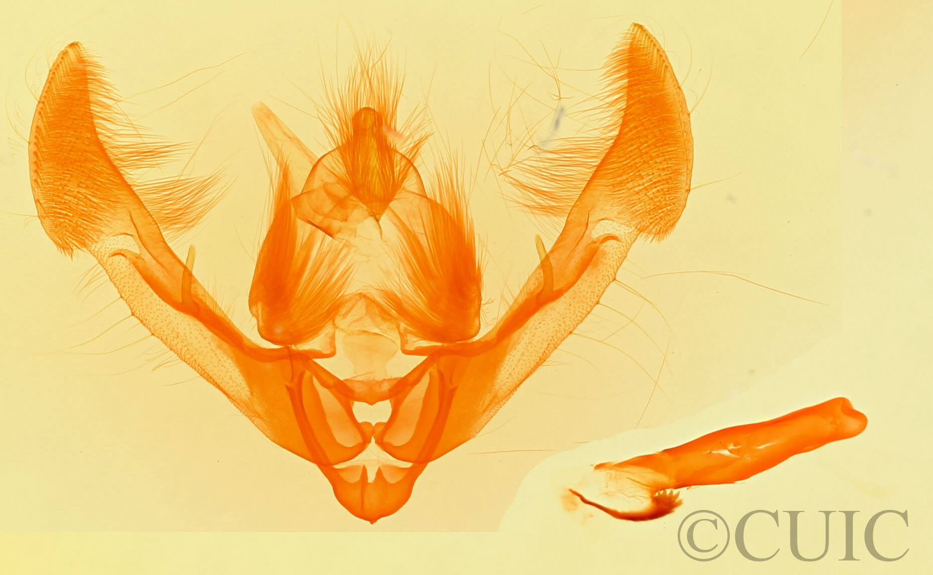 genitalia view of adult Oligia modica