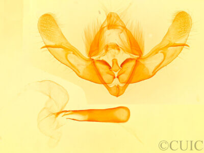 genitalia view of adult Oligia chlorostigma