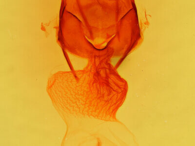 genitalia view of adult Apamea auranticolor