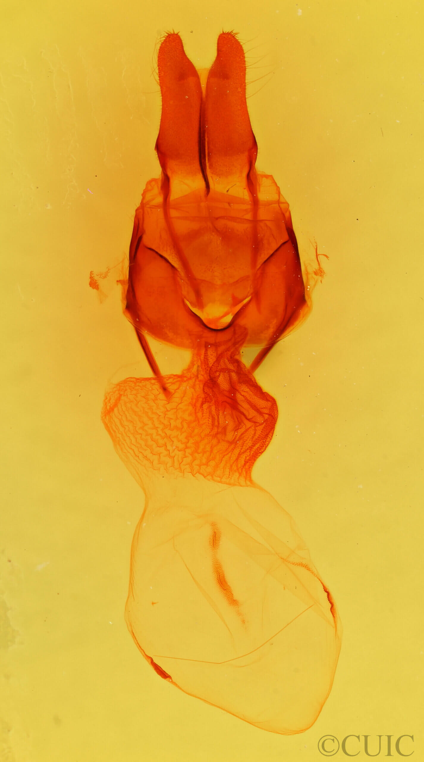genitalia view of adult Apamea auranticolor