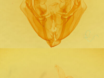 genitalia view of adult Loscopia velata