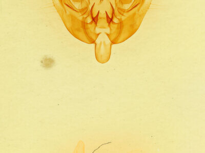 genitalia view of adult Loscopia velata