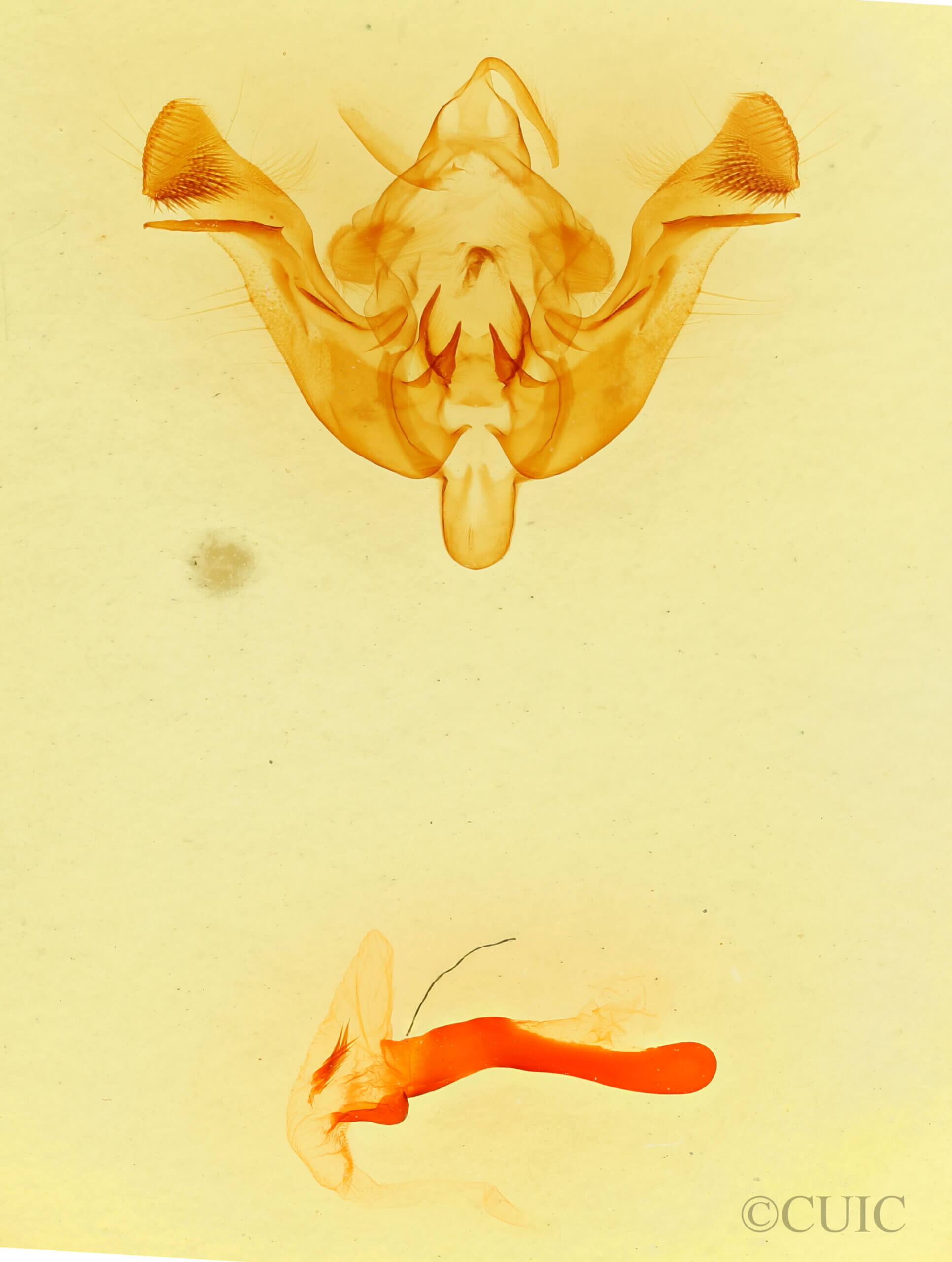 genitalia view of adult Loscopia velata