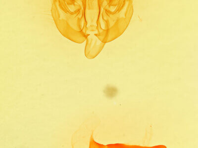 genitalia view of adult Amphipoea interoceanica