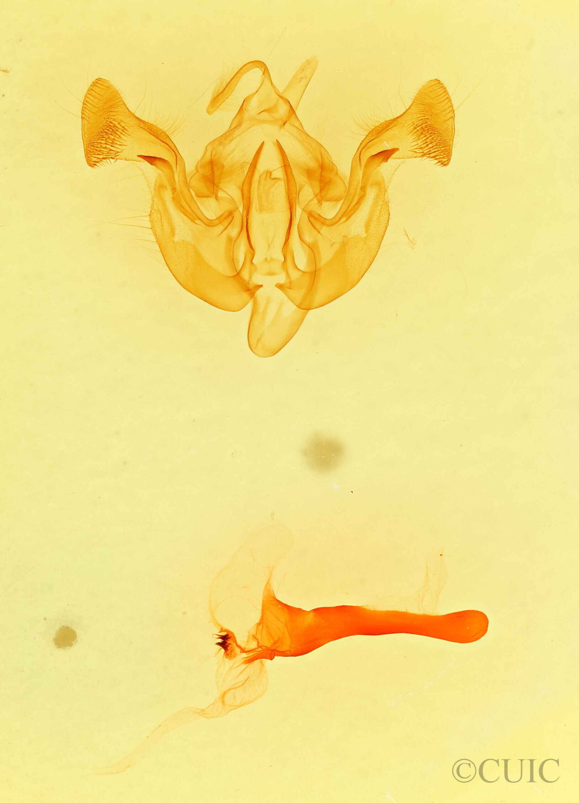 genitalia view of adult Amphipoea interoceanica