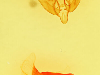 genitalia view of adult Amphipoea interoceanica