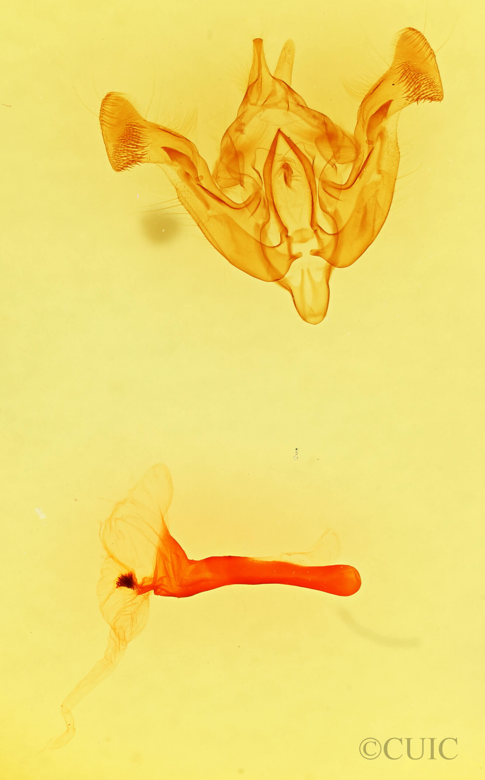 genitalia view of adult Amphipoea interoceanica
