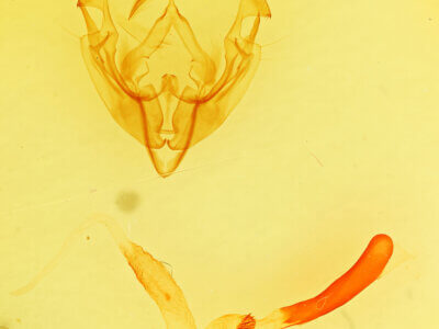 genitalia view of adult Dargida grammivora