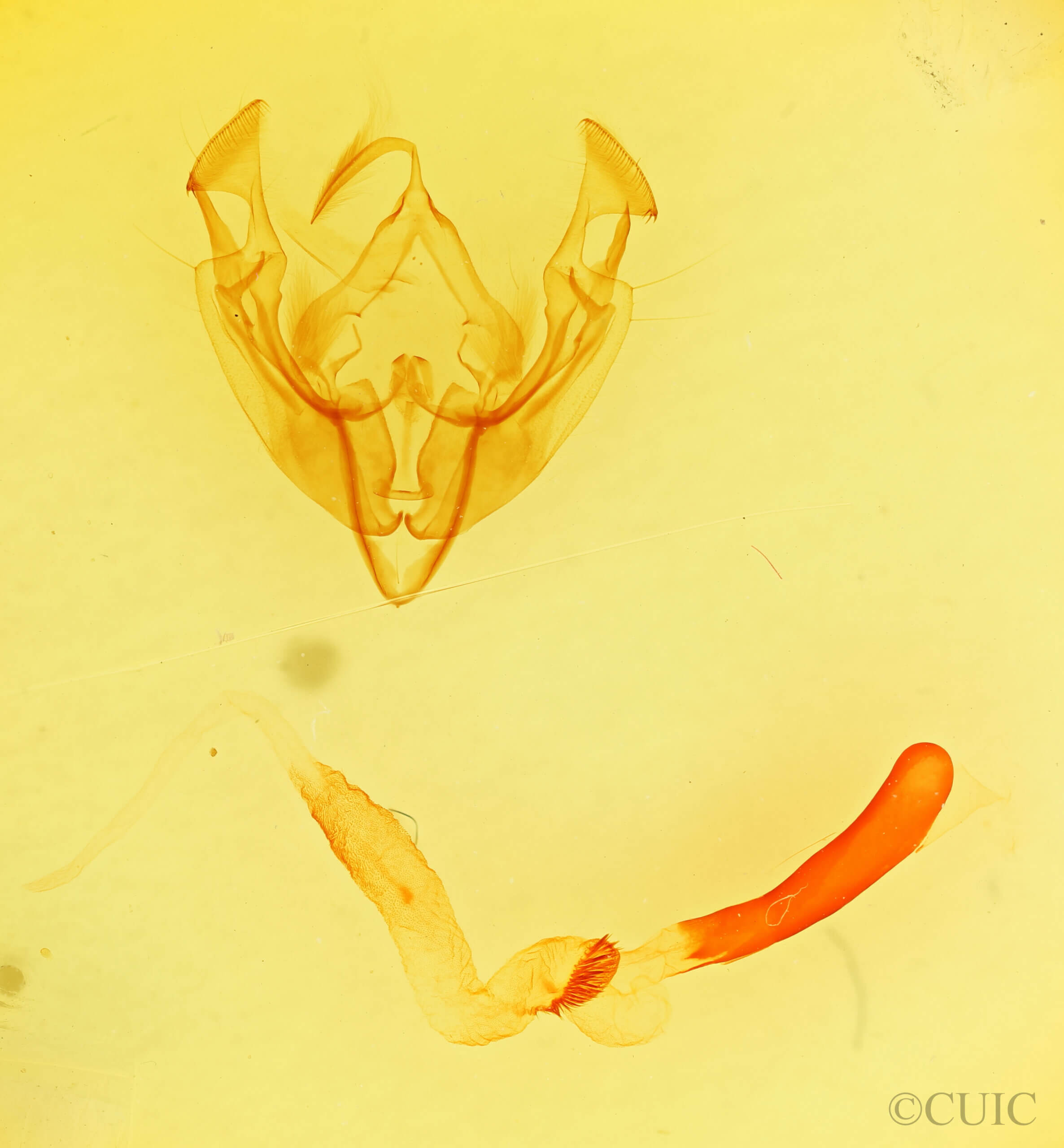 genitalia view of adult Dargida grammivora