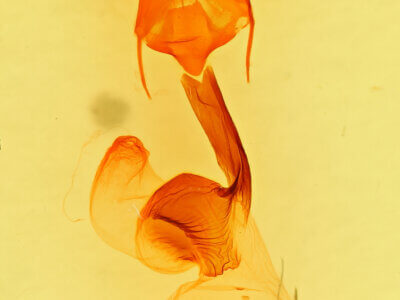 genitalia view of adult Dargida grammivora