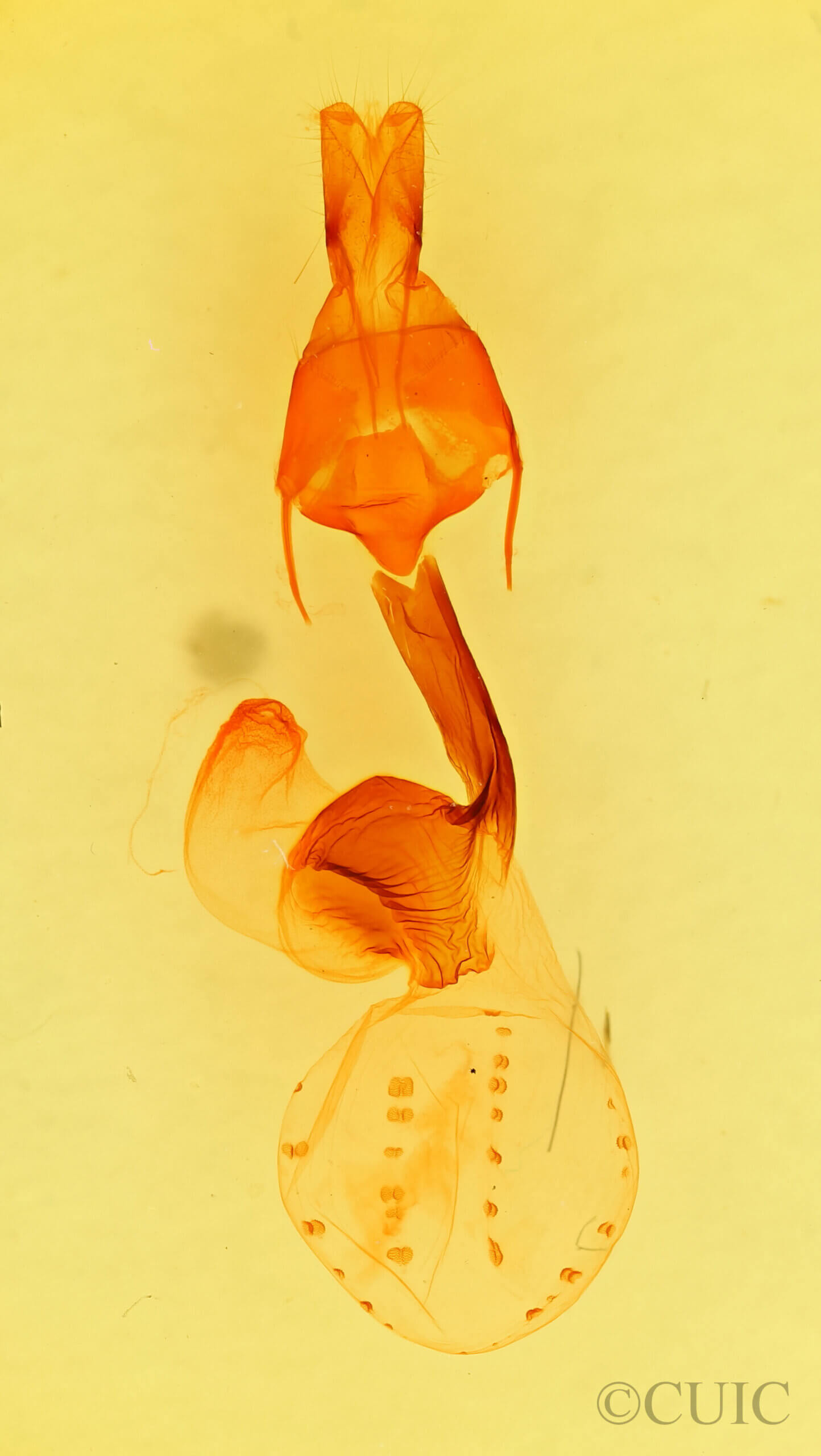 genitalia view of adult Dargida grammivora