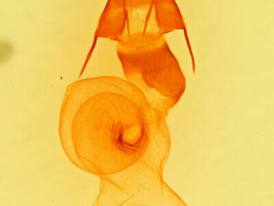 genitalia view of adult Thricholita palmillo