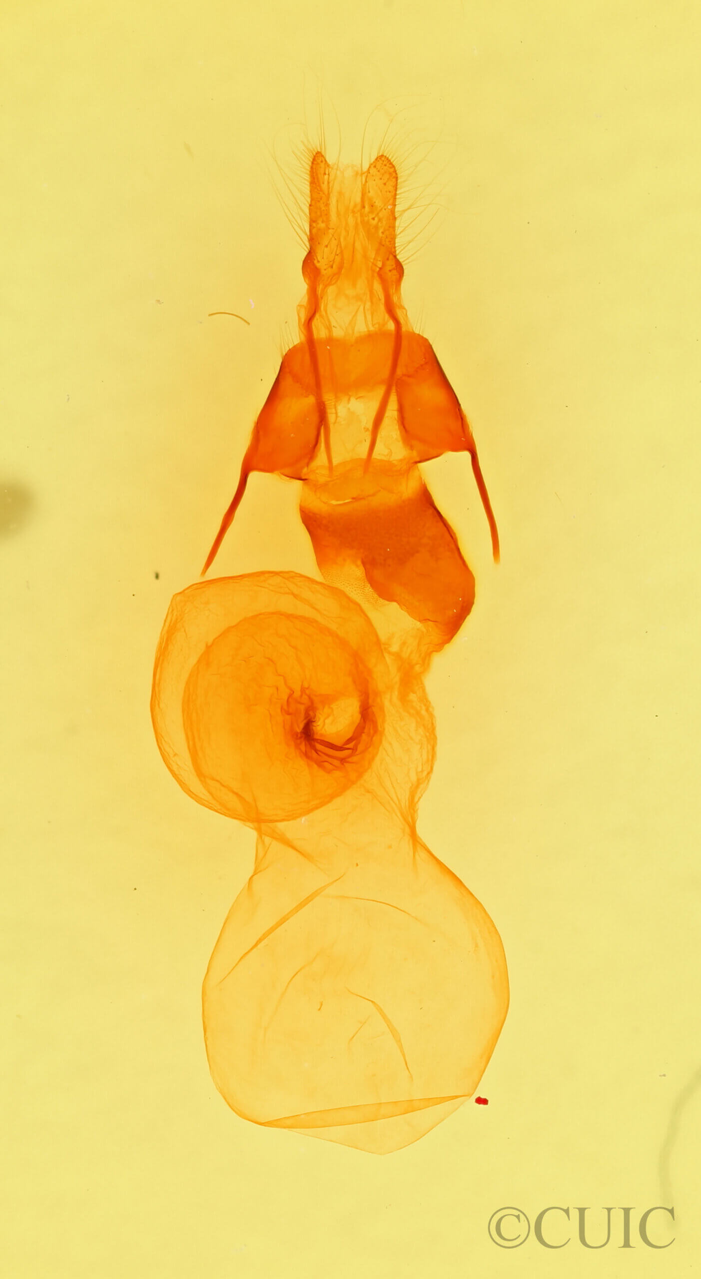 genitalia view of adult Thricholita palmillo