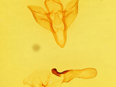 genitalia view of adult Apantesis carlotta