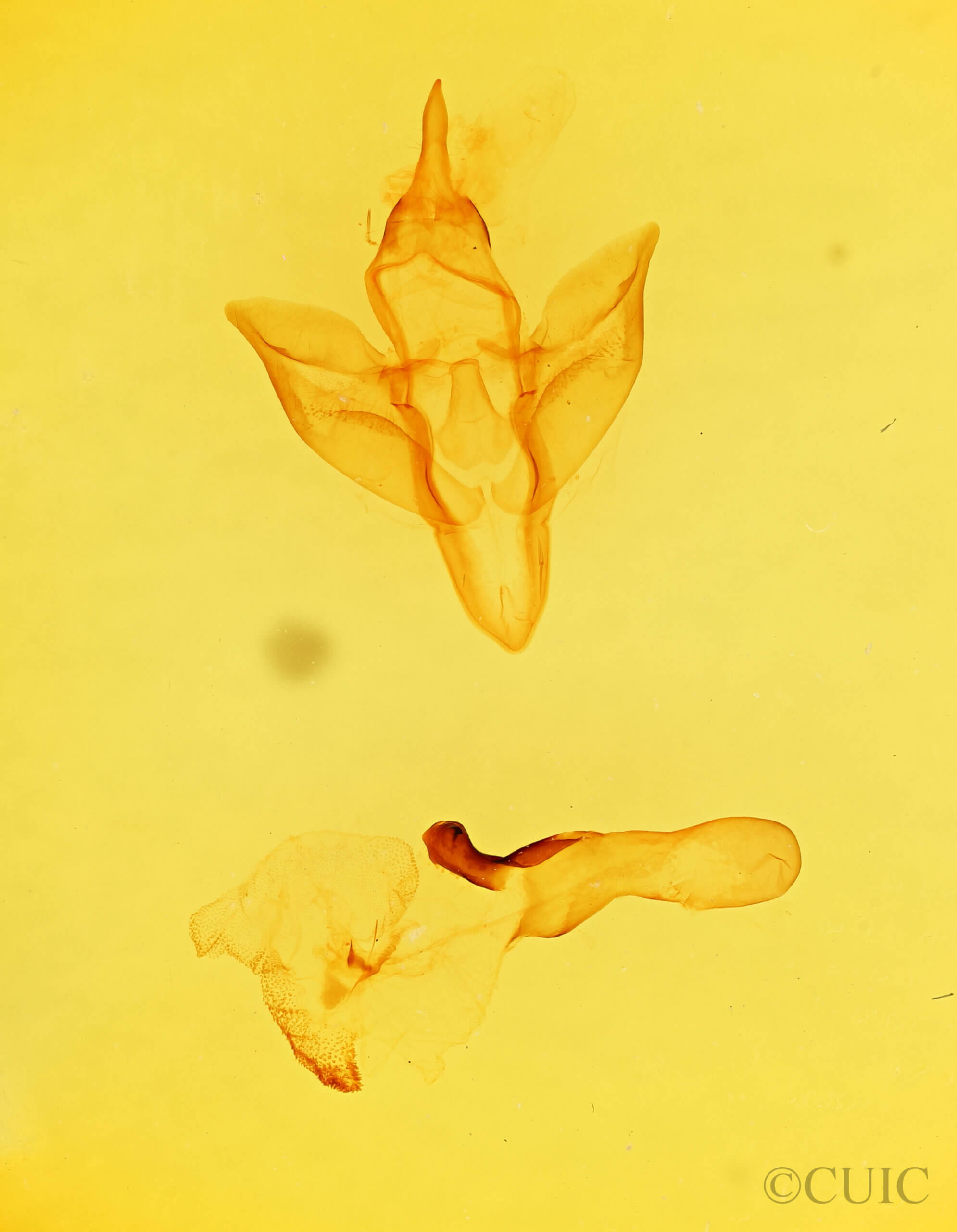 genitalia view of adult Apantesis carlotta