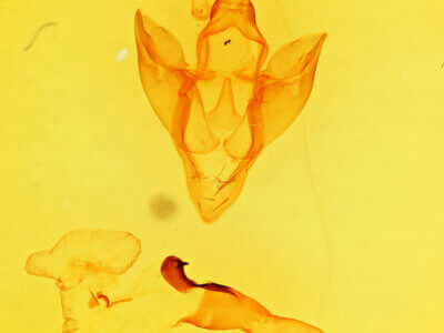 genitalia view of adult Apantesis carlotta