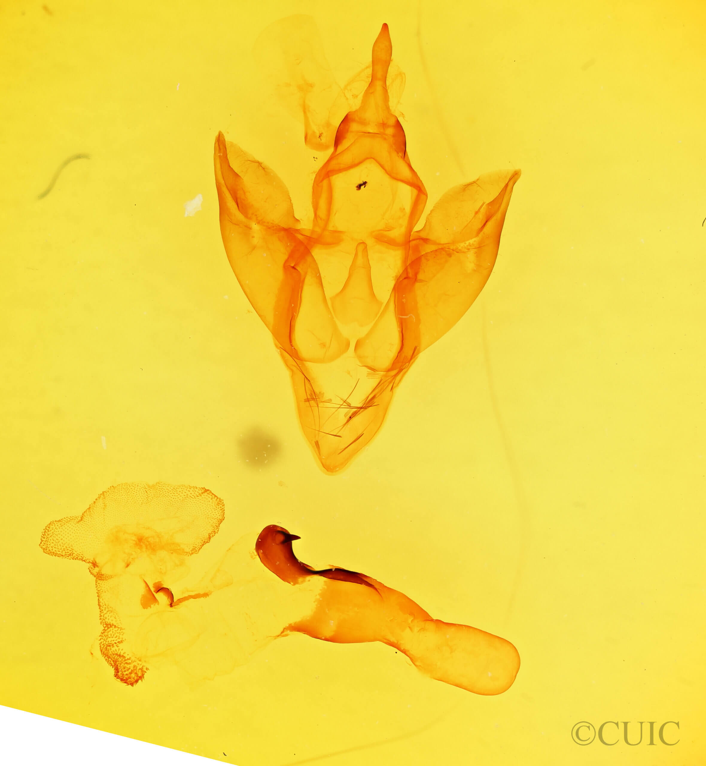 genitalia view of adult Apantesis carlotta