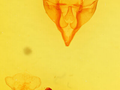 genitalia view of adult Apantesis carlotta