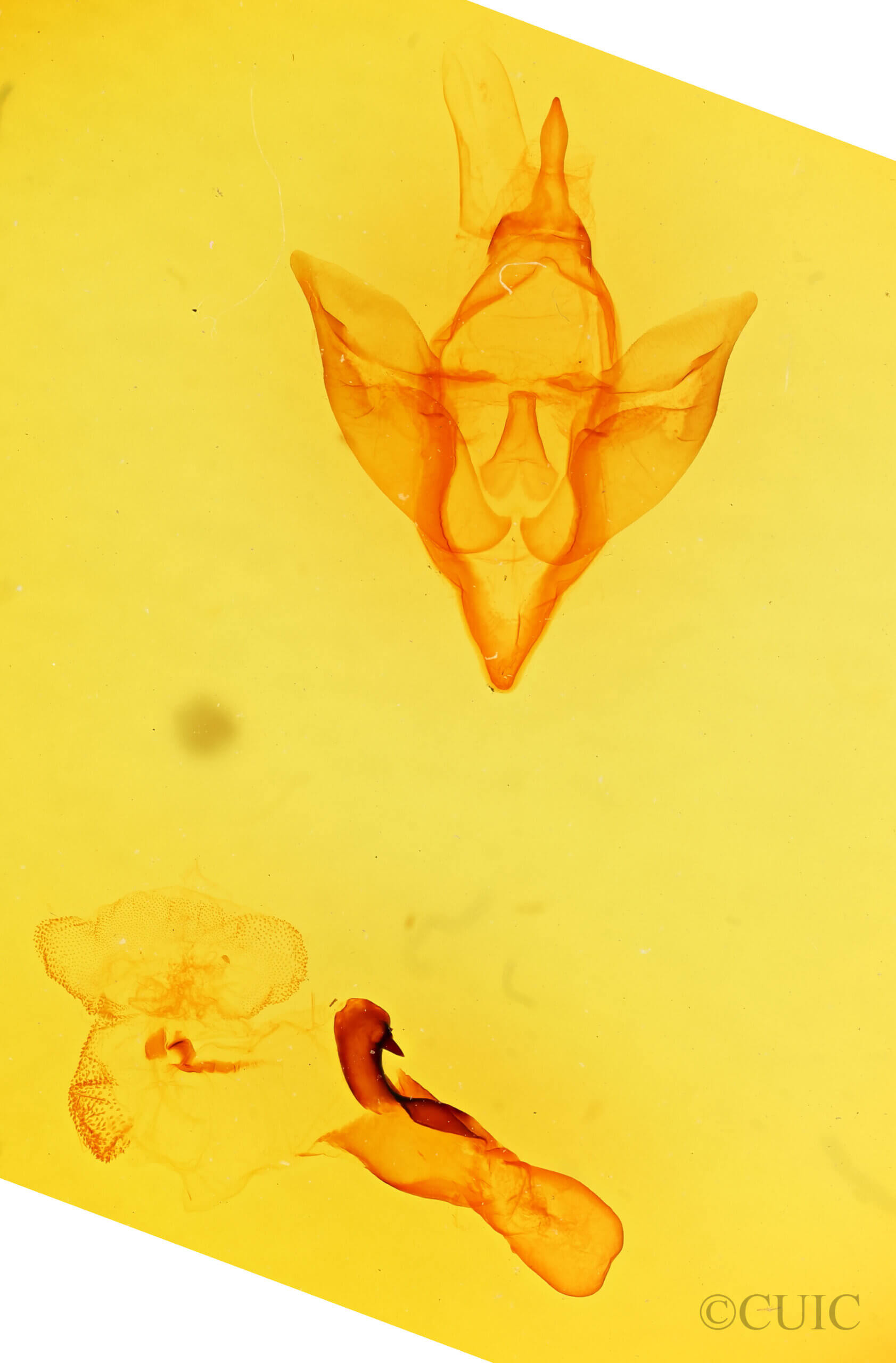 genitalia view of adult Apantesis carlotta