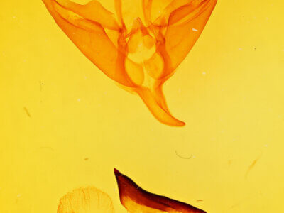 genitalia view of adult Apantesis phalerata