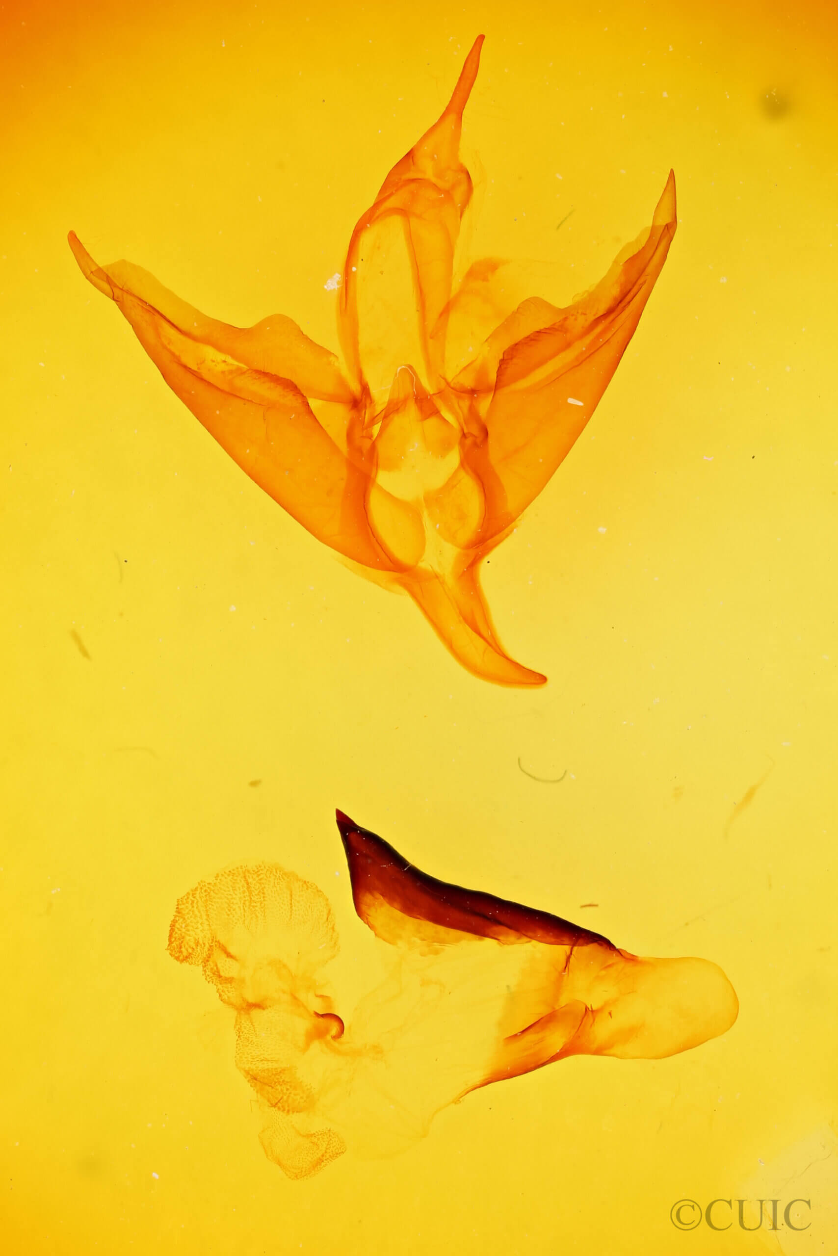 genitalia view of adult Apantesis phalerata