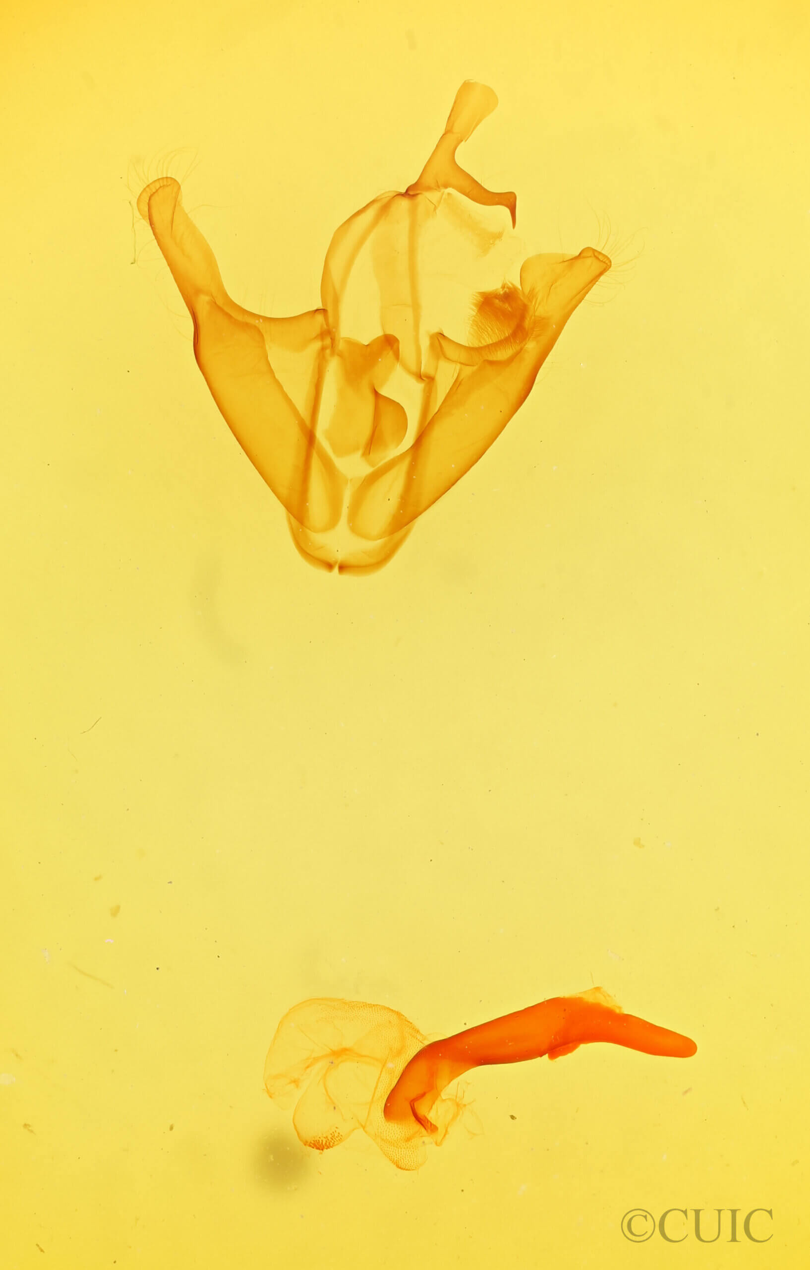 genitalia view of adult Zale exhausta