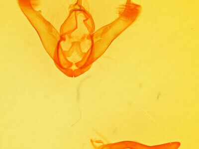 genitalia view of adult Lesmone sp.