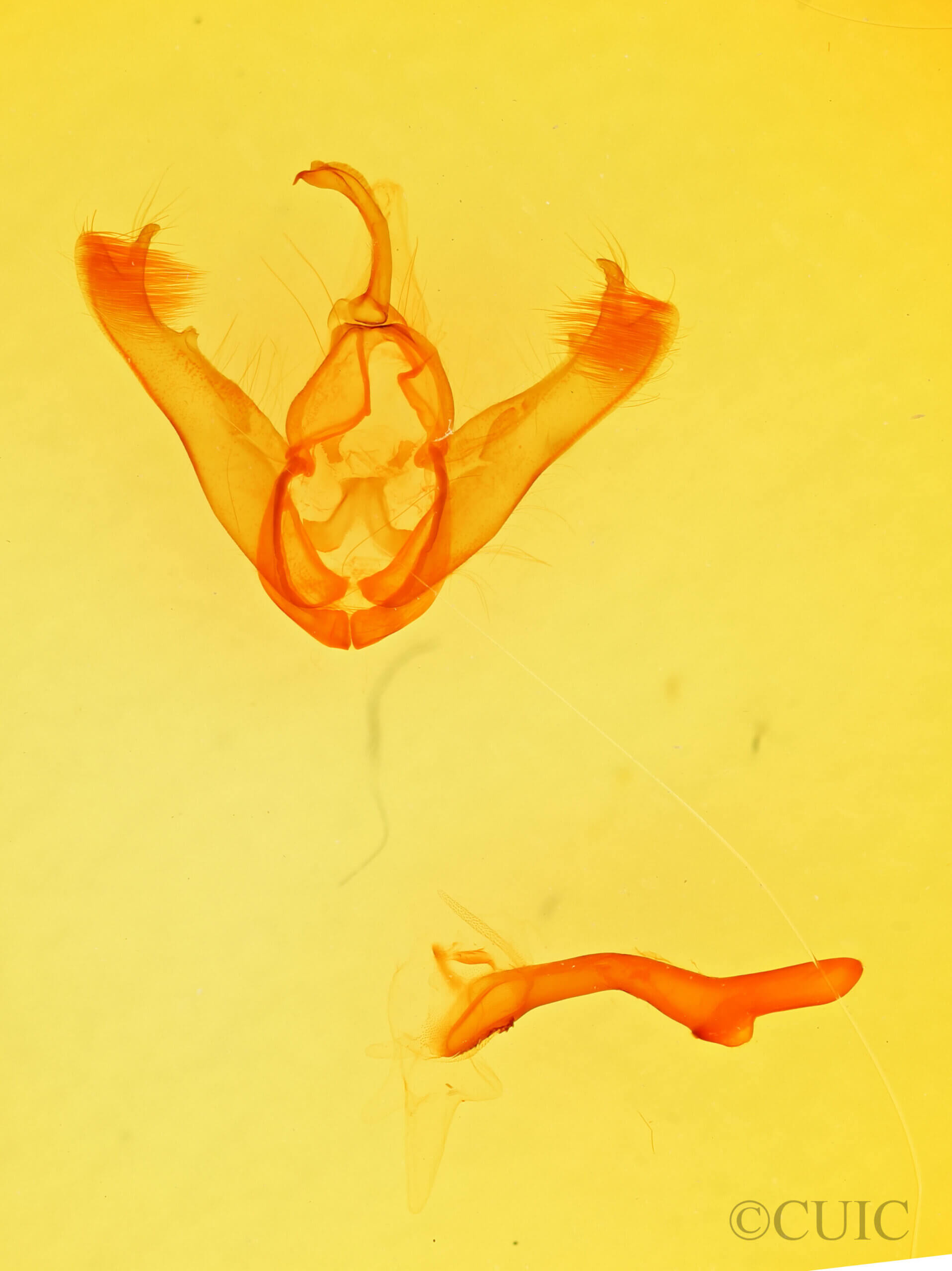 genitalia view of adult Lesmone sp.