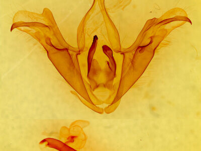 genitalia view of adult Trigonodes cephise