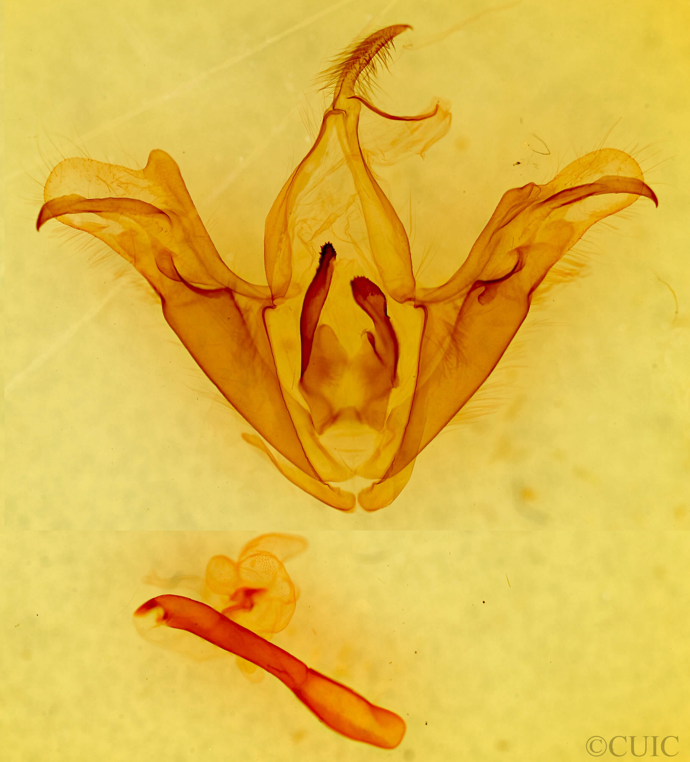 genitalia view of adult Trigonodes cephise