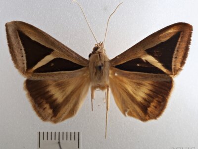 dorsal view of adult Trigonodes cephise