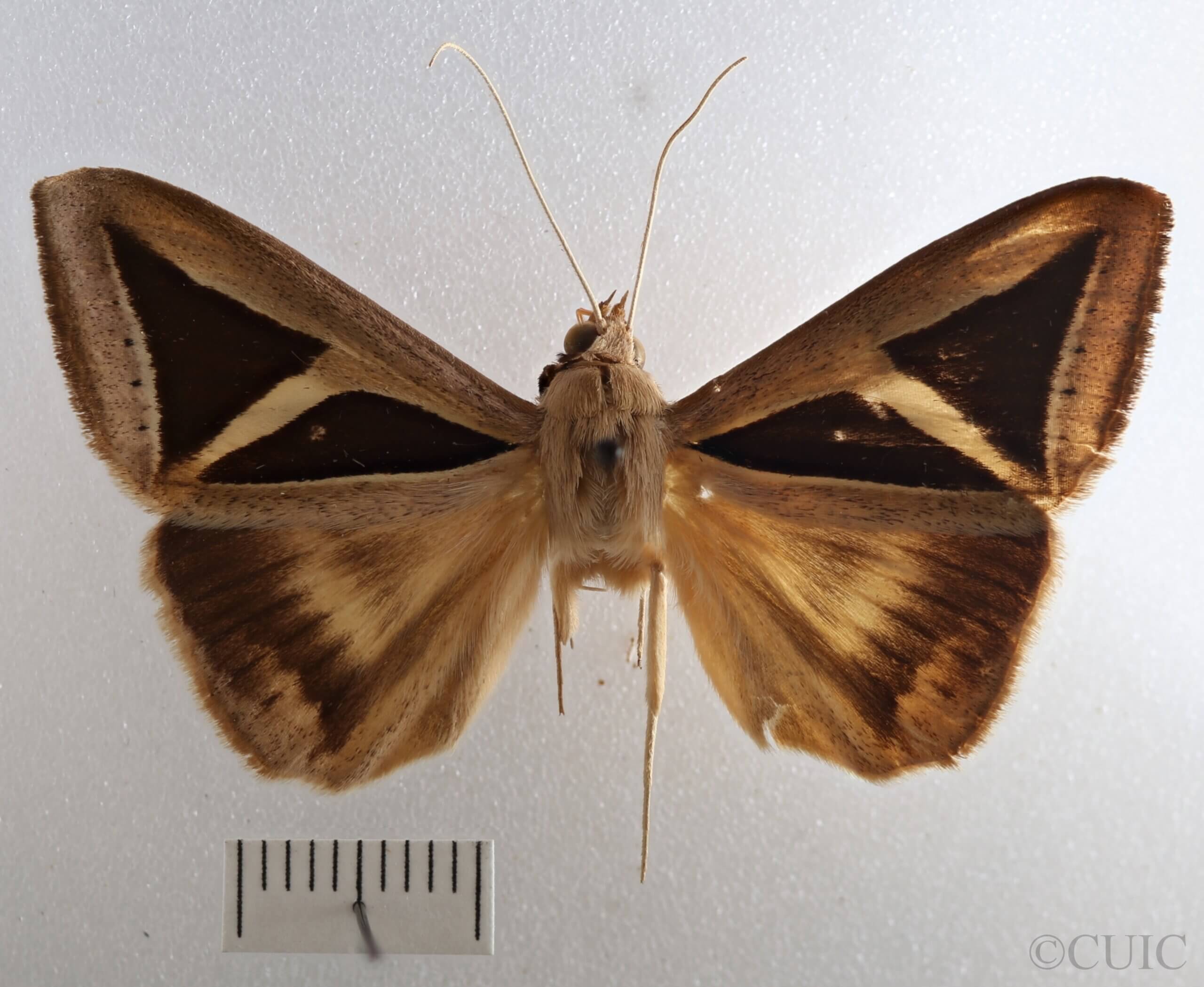dorsal view of adult Trigonodes cephise