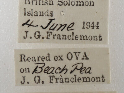 label view of adult Trigonodes cephise